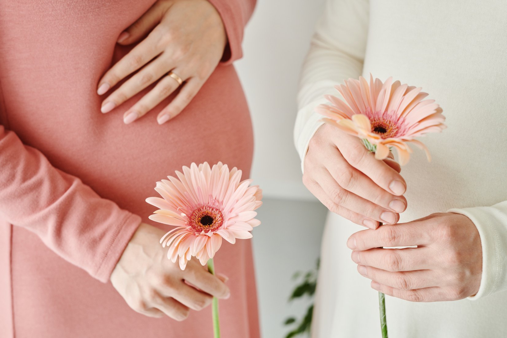 Pregnant Women Holding Pink Daisy Flowers 