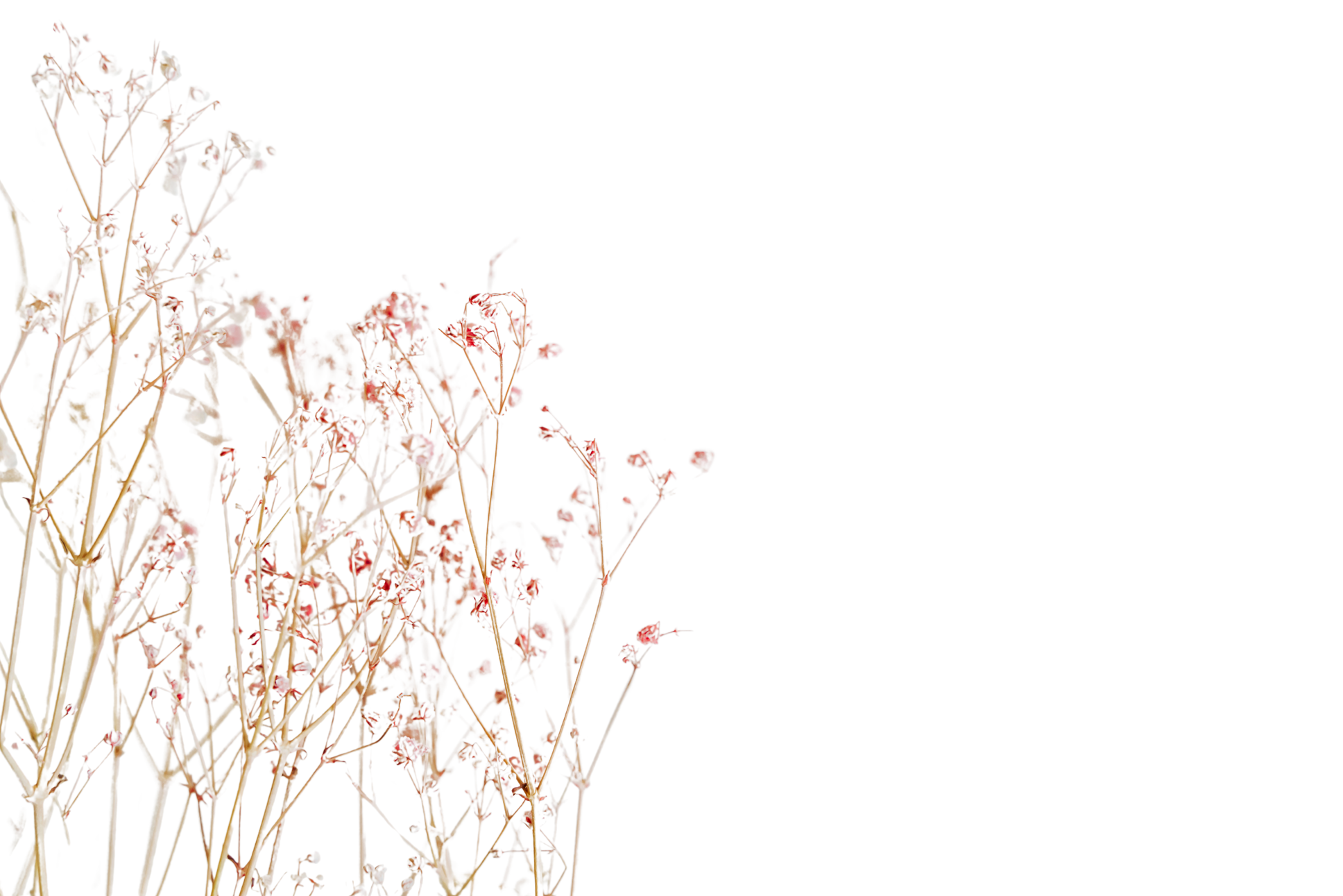 Twig with Flowers on White Background